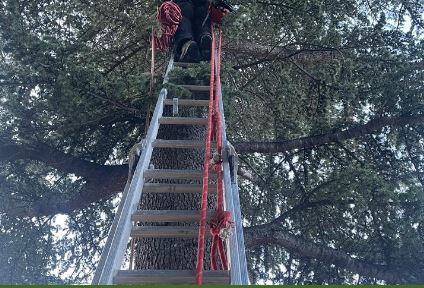 elagage d'arbre a aubenas