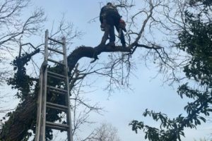 Home elagage d'arbre a privas