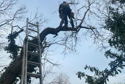 elagage d'arbre a privas